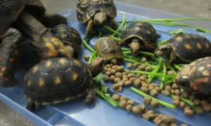 乌龟多久喂一次龟粮