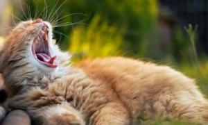 小猫喘气特别厉害是为什么呢