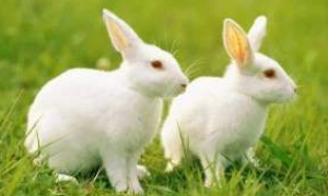 英国银兔能长多少斤