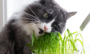 猫草就是小麦吗