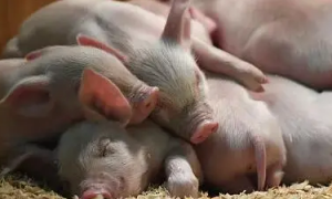 新型冠状病毒猪会感染吗