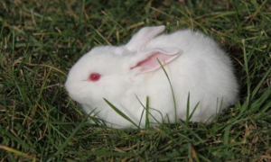 中国白兔生病了怎么治疗