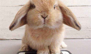 美兔好养吗