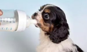 狗狗喝牛奶会怎么样吗