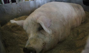 高州黄塘猪养殖方法