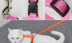 猫牵引绳怎么套示意图