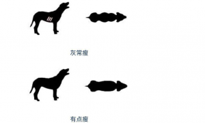 狗狗胖瘦标准图 狗几个月体型定型