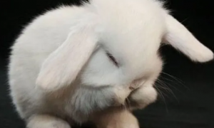 兔子得了鼻炎多久会死亡
