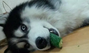 狗能吃黄瓜吗