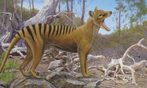 塔斯马尼亚之虎与澳洲野狗的“恩怨情仇”