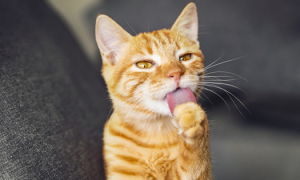 猫咪吐舌头喘气是应激反应吗