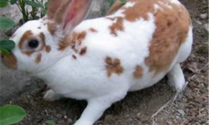 花巨兔常见病和治疗方法