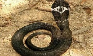 中华眼镜蛇为什么叫舟山眼镜蛇