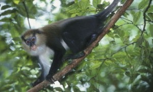西非尖爪丛猴活多久