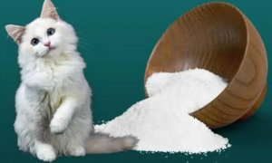 猫可以吃盐吗