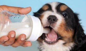 人可以喝宠物奶粉吗