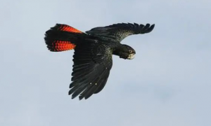 我说这是最罕见的凤头鹦鹉，很多网友反对，你来看看是不是？