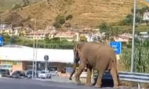 大象罢工逃离马戏团，独自在小镇和海滩散步，网友感到很震惊
