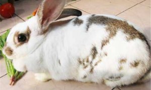 维兰特兔一般多少斤