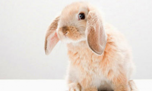 宠物兔常见的疾病 咬合不正的原因
