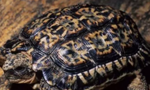 洛帕蒂折背陆龟寿命多少年