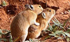 藏鼠兔寿命有多长