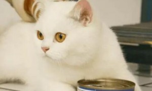 猫罐头一次性喂多少