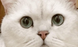 猫咪吐白色粘稠的东西是什么原因