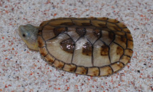 哈雷拉泥龟能活多少年