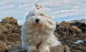 棉花面纱犬的性格外貌特征