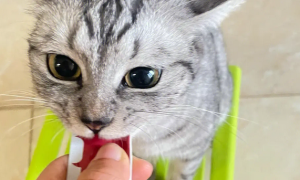 猫咪经常吃猫条好吗