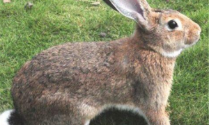 埃塞俄比亚野兔一般多少钱