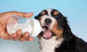 幼犬能喝奶粉吗