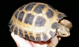 特拉凡柯陆龟寿命多少年