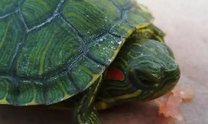 巴西龟可以吃肉吗