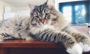 西伯利亚猫的体重是多少