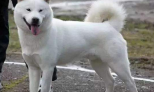 北海道犬哪种颜色好