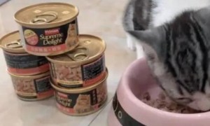 富力鲜猫罐头是主食罐头吗