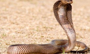 埃及眼镜蛇可以家养吗