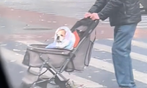 大叔推婴儿车过马路，还以为是孙子，仔细一看竟是裹着毯子的狗狗