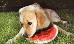 狗不能吃的水果