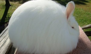 安哥拉长毛兔一般多少斤