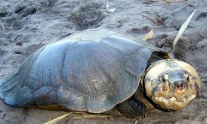 巨型侧颈龟深水养还是浅水养