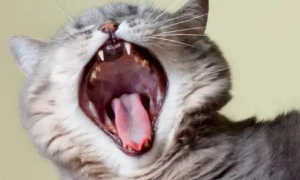 猫咪嘴巴一直张开是什么原因引起的