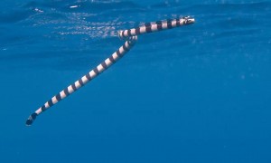 灰蓝扁尾海蛇有毒吗