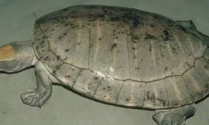 中美洲河龟深水养还是浅水养