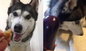 狗能不能吃茄子?