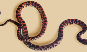 赤链蛇是毒蛇吗