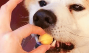 狗狗能吃蛋黄吗