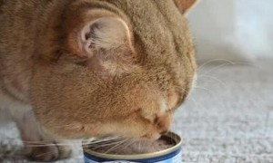 猫罐头可以一天一罐吗